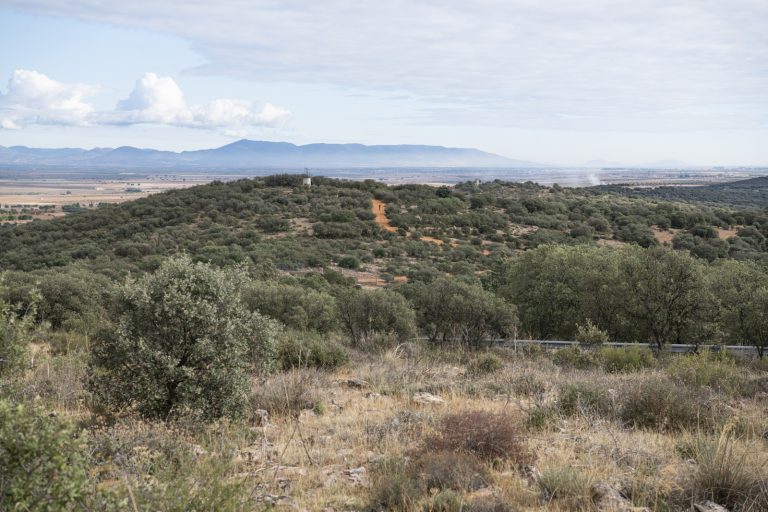 Ciudad Real inicia trabajos de desbroce en La Atalaya y participa en un estudio sobre garrapatas