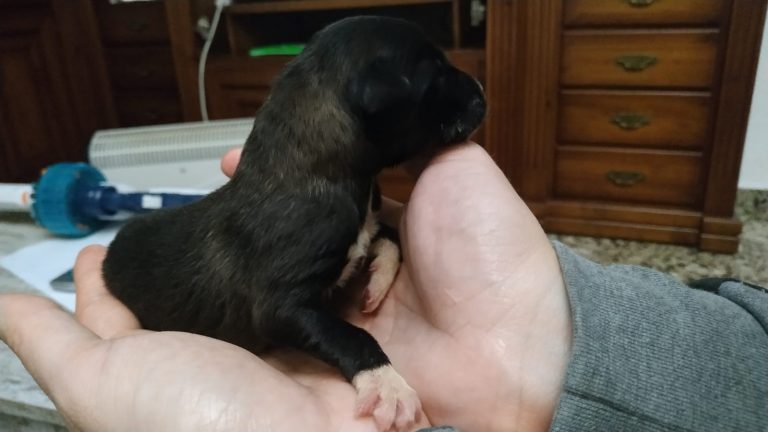 ASPA Galeca pide ayuda para salvar a una camada de perros encontrados dentro de una bolsa de plástico