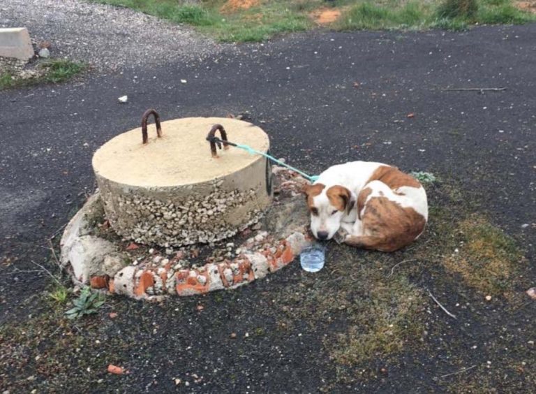 Puertollano: Lamentable imagen de abandono animal