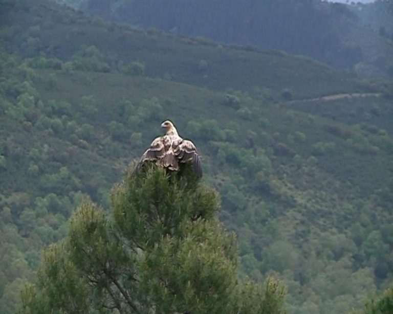Liberan a un águila imperial que sufrió una intoxicación en una finca de la provincia de Ciudad Real