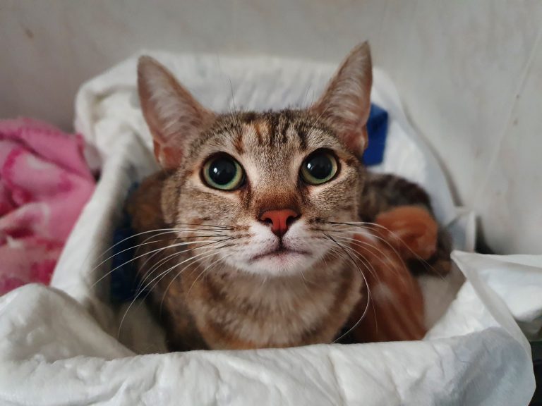 Semana 1: No idealices la maternidad gatuna