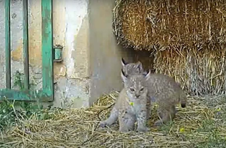 La lince Odrina da a luz a una nueva camada en el mismo pajar de Ciudad Real en el que tuvo a sus dos primeros cachorros