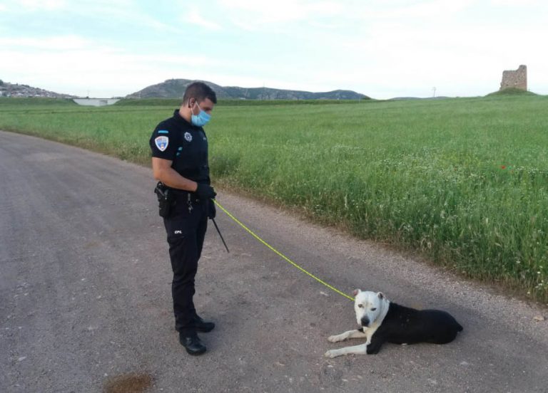 Puertollano: Recogido un perro abandonado y con actitud agresiva tras la alerta vecinal