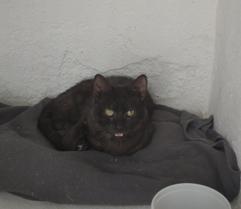 Historias Peludas: Todas las vidas importan