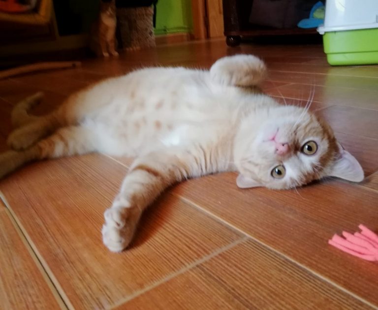 Historias peludas: Los invisibles, el poder que no hemos pedido