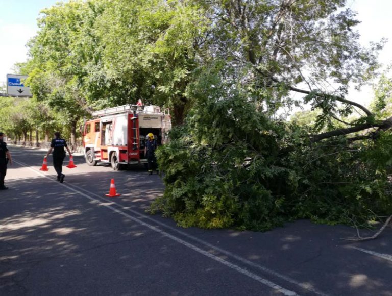 Puertollano: La caída de una rama de grandes dimensiones obliga a cortar un carril de la Avenida Almadén