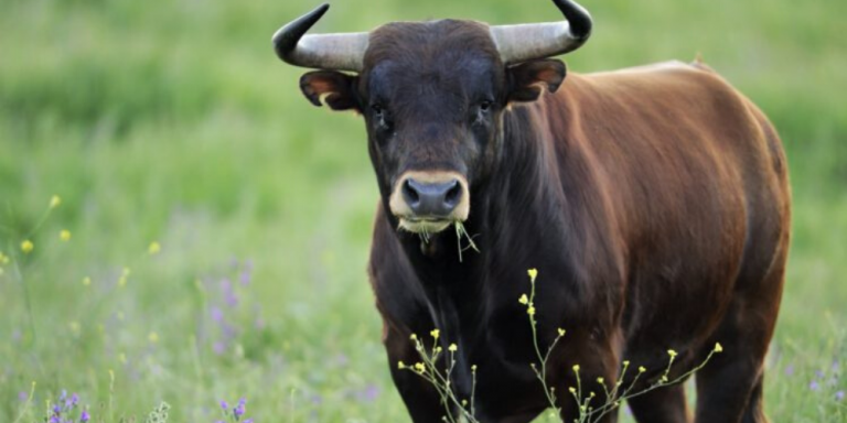 Un hombre resulta herido de consideración tras ser golpeado por un toro en una finca de Almodóvar del Campo