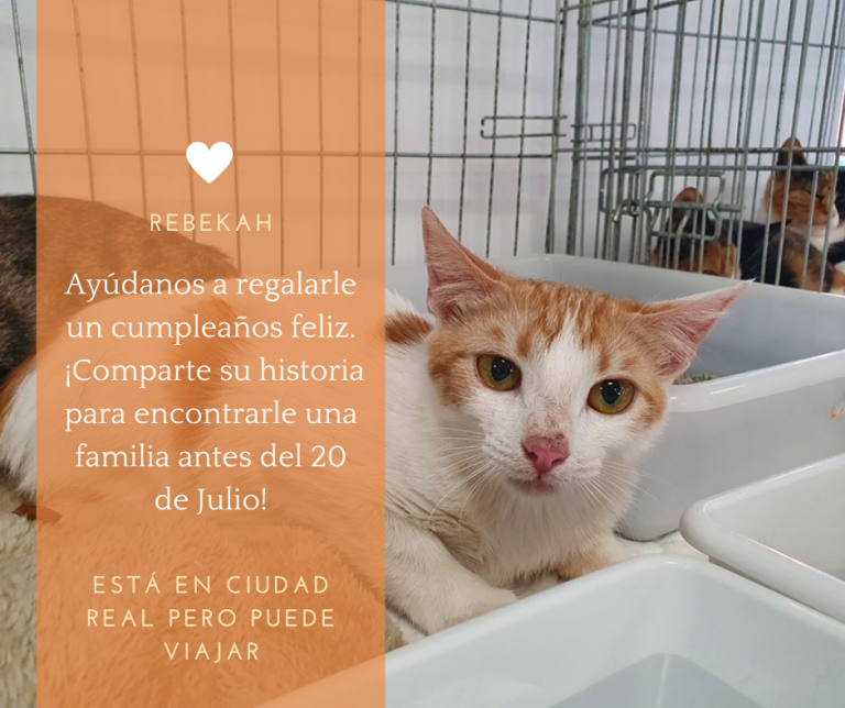 Historias peludas: Objetivo cumpleaños feliz, Rebekah te necesita