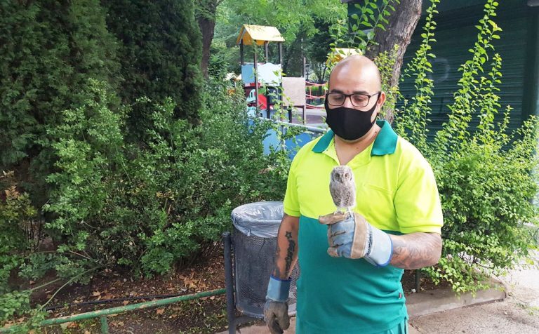 Puertollano: Un jardinero municipal salva a una cría de autillo en el Paseo de San Gregorio