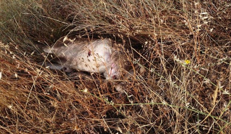 Puertollano: Un cervatillo se cruza en la carretera y provoca un accidente en la variante del minero