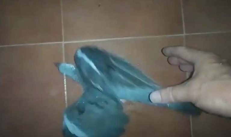 Las tribulaciones de una paloma herida… y de quien intenta salvarla