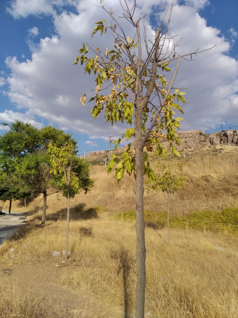 Puertollano: Árboles que agonizan y piden auxilio