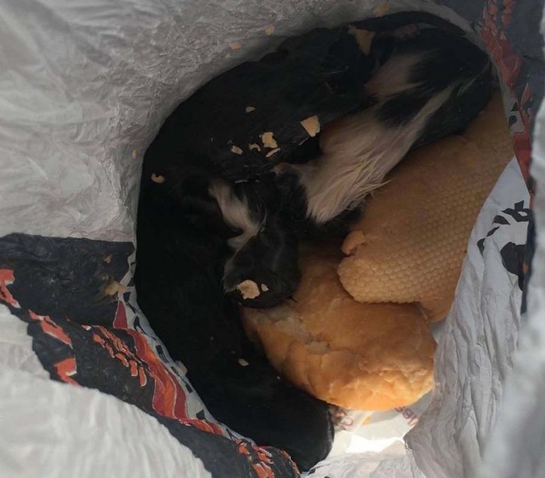Puertollano: Pequeños gatos mueren asfixiados en una bolsa tirada a un contenedor