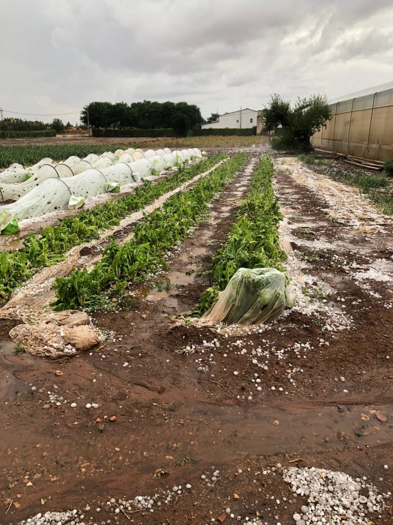 Los efectos del granizo en las huertas de La Poblachuela han sido “devastadores”