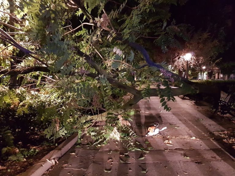 Puertollano: Un gran árbol se desploma en mitad del Paseo de San Gregorio