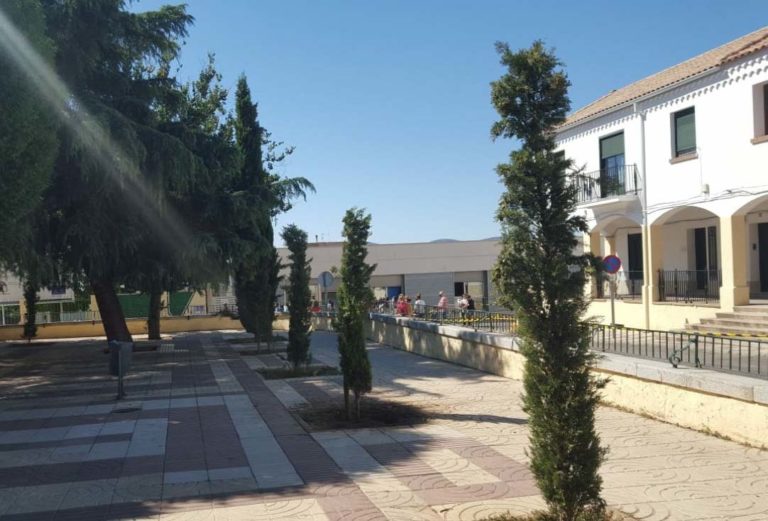 Puertollano: Operarios tienen que reponer las guías de tres cipreses en la Plaza de San José