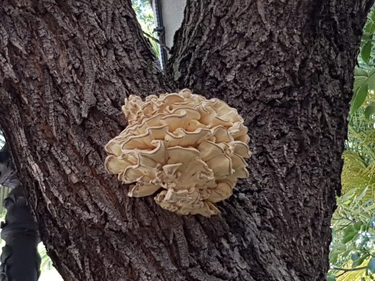 Puertollano: El monstruoso hongo del Paseo de San Gregorio
