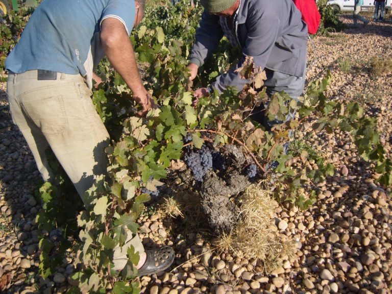 El Gobierno aprueba medidas de flexibilización para apoyar a los sectores hortofrutícola y vitivinícola afectados por fenómenos climáticos adversos