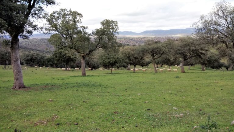 Literatura de viajes como hoja de ruta para descubrir el actual Valle de Alcudia: la huella de las ventas cervantinas