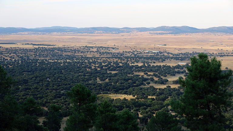 Constituida la Plataforma #SalvarElValleDeAlcudia para evitar la instalación de una macroplanta solar