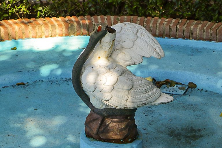 Decapitan al enigmático cisne de Almodóvar del Campo, emblema sentimental del municipio