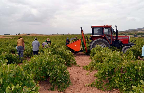 La Conferencia Sectorial de Agricultura distribuye 91,6 millones de euros en ayudas a inversiones dentro de la Intervención Sectorial del Vino