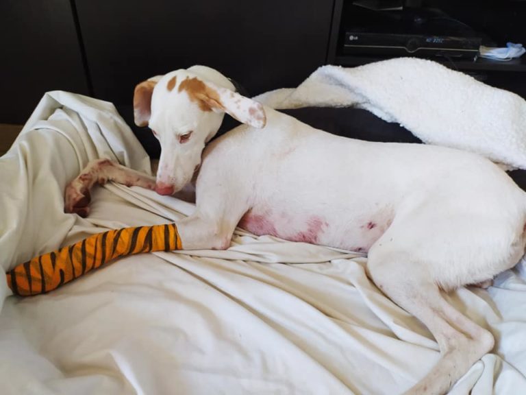 Otra consecuencia de los vertidos ilegales en el PAU de Puertollano: un perro gravemente herido