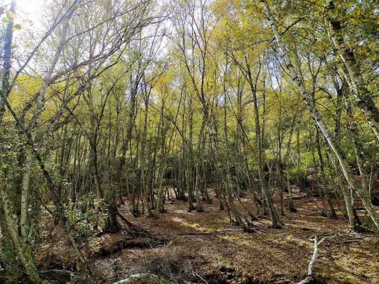 Abedular de Riofrío: la magia de una reserva fluvial única en la Península