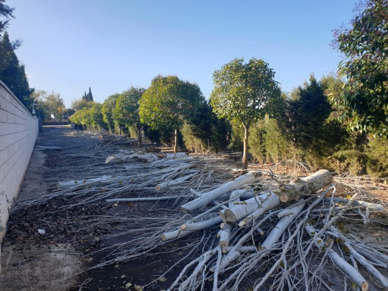 Denuncian la tala de una veintena de álamos blancos en Argamasilla de Calatrava
