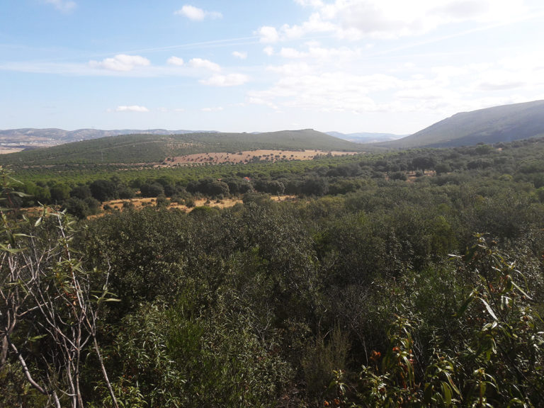 Puertollano: La Junta refuerza la protección de la Dehesa Boyal como monte de utilidad pública