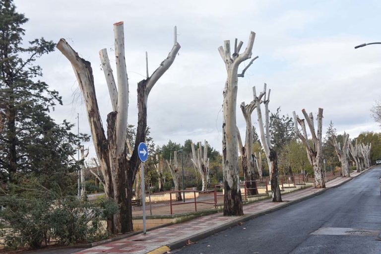 Ecologistas denuncian las «abusivas podas»  del Ayuntamiento de Puertollano en los jardines del Poblado
