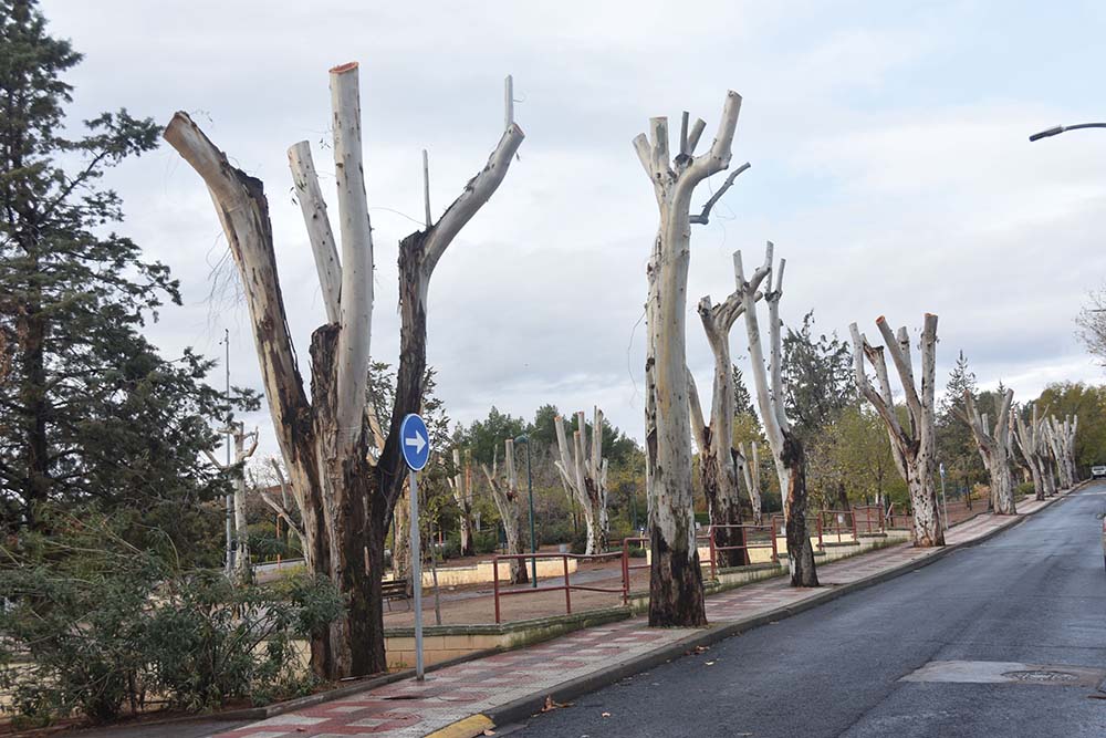 Ecologistas denuncian las «abusivas podas» del Ayuntamiento de Puertollano  en los jardines del Poblado | MiCiudadReal.es