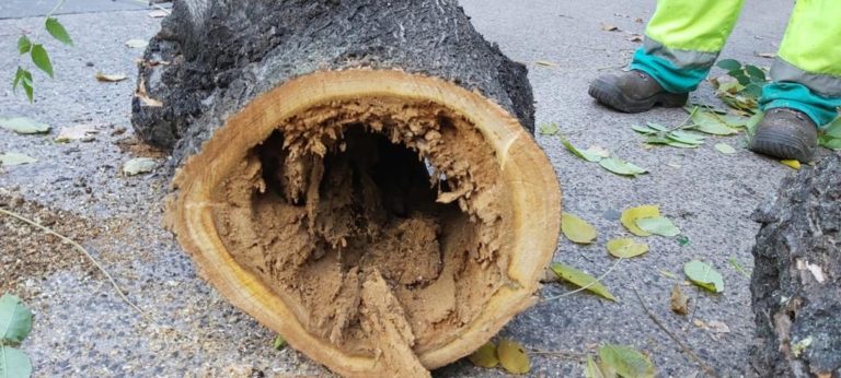 El Ayuntamiento de Puertollano acomete un plan de riesgos para prevenir daños por caída de árboles en el Paseo
