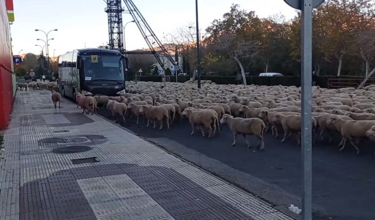 La aventura de la trashumancia en Puertollano