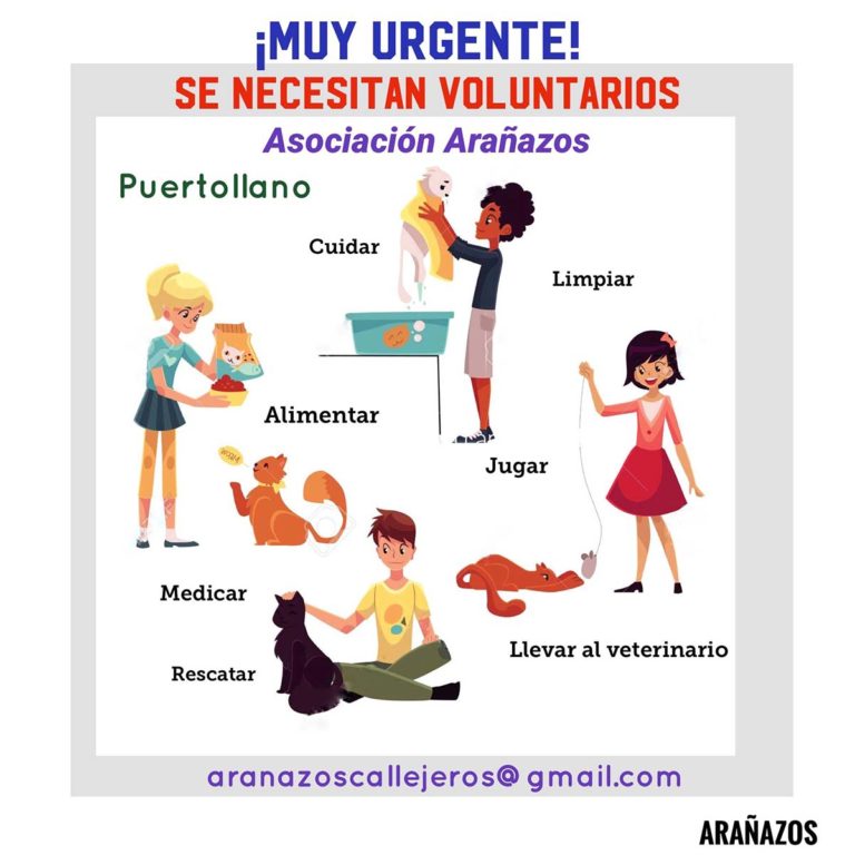 Puertollano: Arañazos necesita voluntariado urgentemente