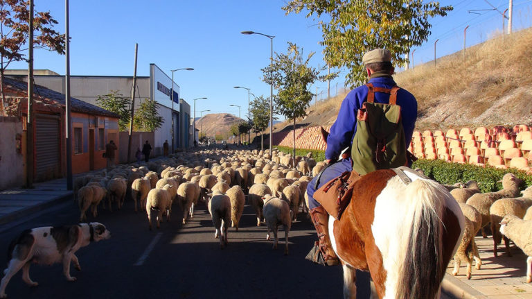 Puentes, vías pecuarias y ventas: la indeleble huella de la trashumancia en la provincia de Ciudad Real
