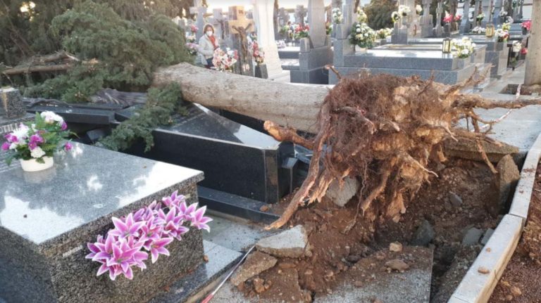 Tres grandes árboles caen sobre las tumbas del cementerio de Calzada de Calatrava