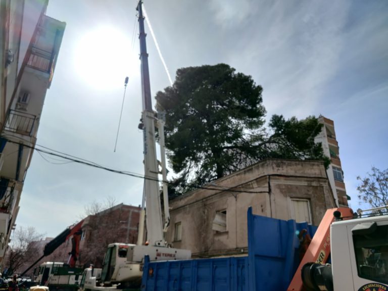 El riesgo de caída obliga a talar uno de los pinos más altos de Ciudad Real