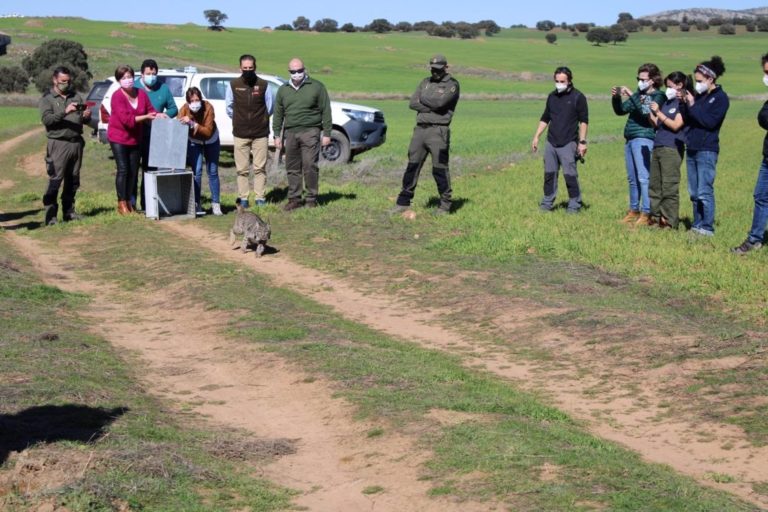 El Gobierno de Castilla-La Mancha libera otro ejemplar de lince ibérico en Ciudad Real dentro del nuevo programa europeo ‘Lynx Connect’