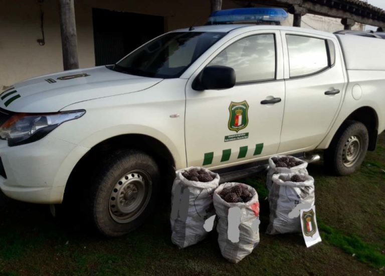Sorprendidos con 120 kilos de piñas robadas en un monte público de Piedrabuena
