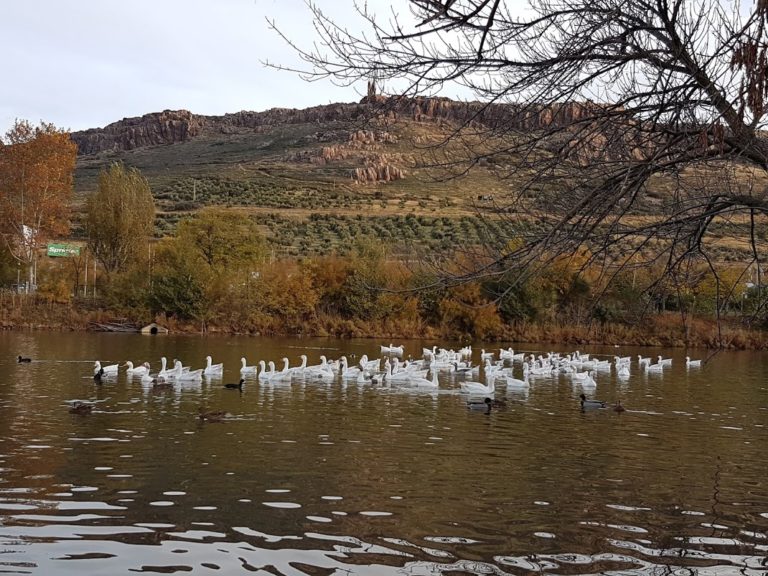 Puertollano pedirá ayuda a Europa para recuperar el parque de las Pocitas del Prior