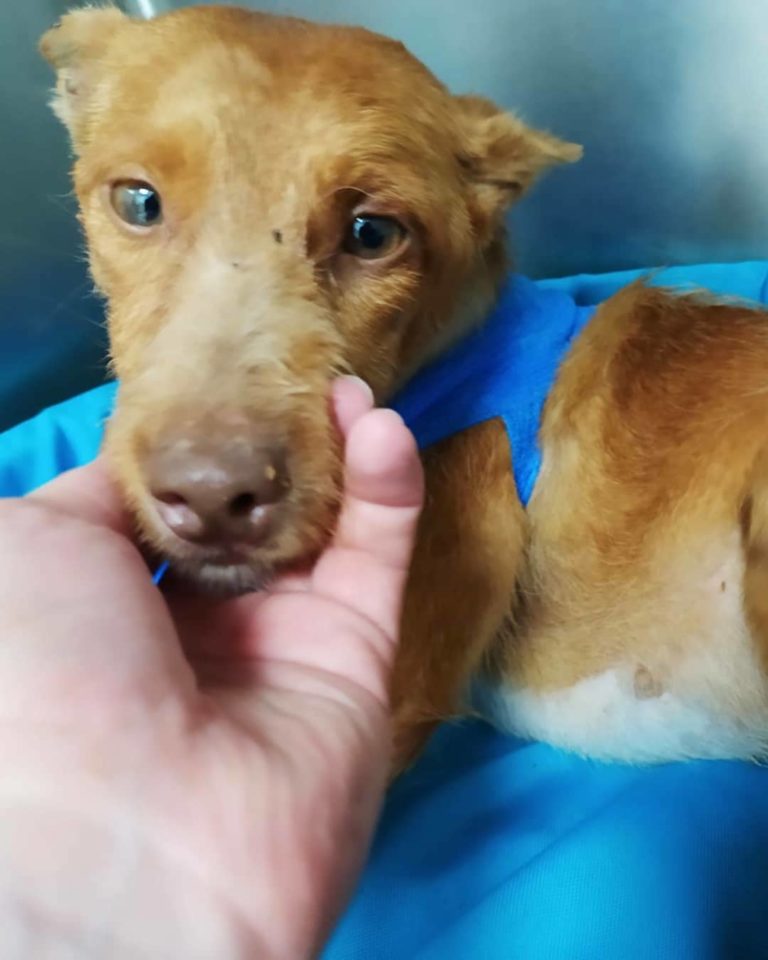 Aspa Galeca busca ayuda para Sakura