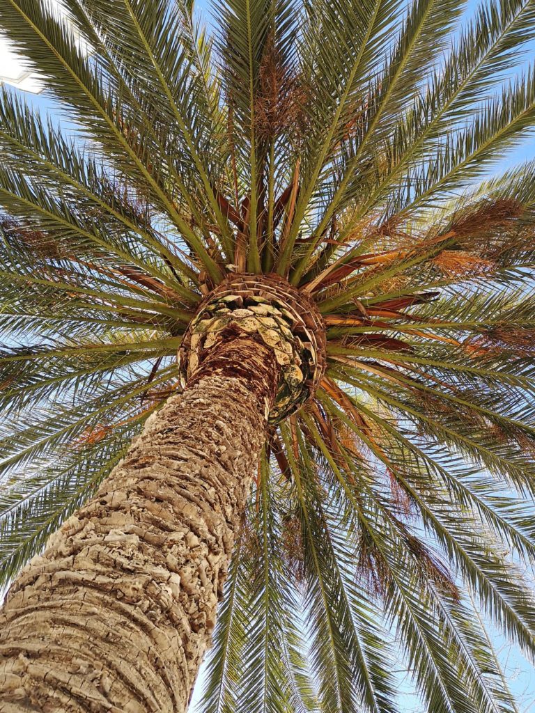 Árboles singulares de Ciudad Real (IV): <i>Phoenix canariensis</i> de la calle Alarcos y San Pedro