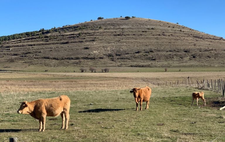 Los ganaderos en ecológico podrán recurrir al alimento convencional por la sequía