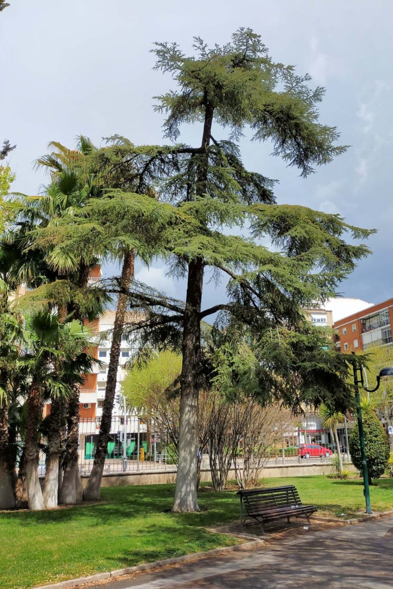 Árboles singulares de Ciudad Real (VI): <i>Cedrus Atlantica Glauca</i> del Parque de Gasset