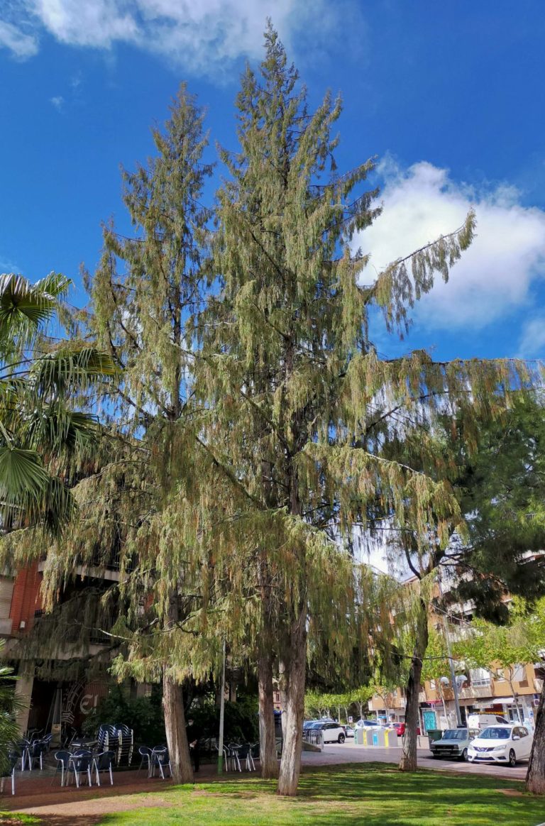 Árboles singulares de Ciudad Real (VIII): <i>Chamaecyparis nootkatensis pendula</i> en los Jardines del Torreón