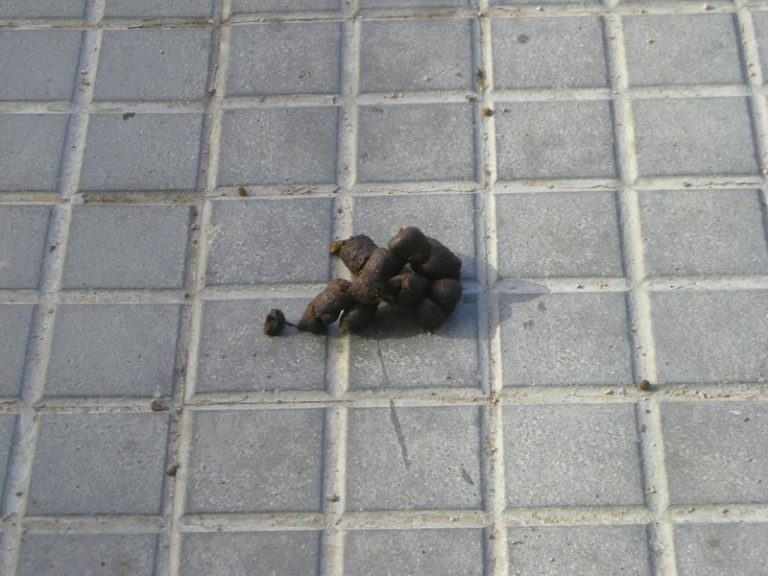 Ciudad Real: El PP insta al gobierno del PSOE y Ciudadanos a poner coto al problema de las heces de perros en las calles