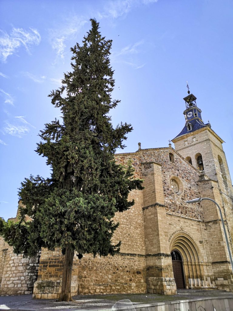 Árboles singulares de Ciudad Real (XIV):  <i>Cupressus sempervirens horizontalis</i> junto a San Pedro