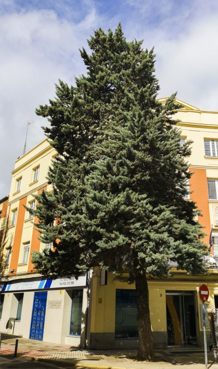 Árboles singulares de Ciudad Real (X): <i>Cupressus Arizonica</i> de la Plaza de la Provincia