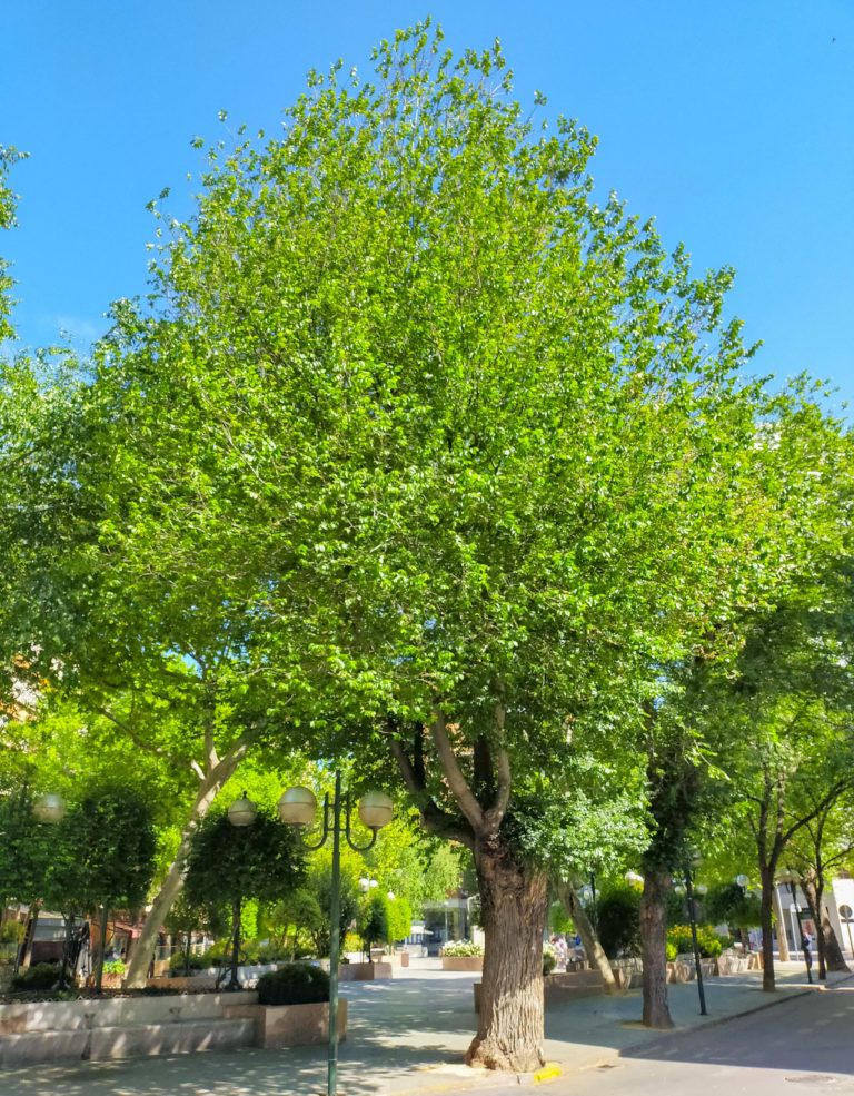 Árboles singulares de Ciudad Real (XIII): <i>Ulmus campestris</i> de la Plaza del Pilar